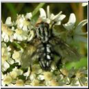 Sarcophaga carnaria - Fleischfliege 07.jpg